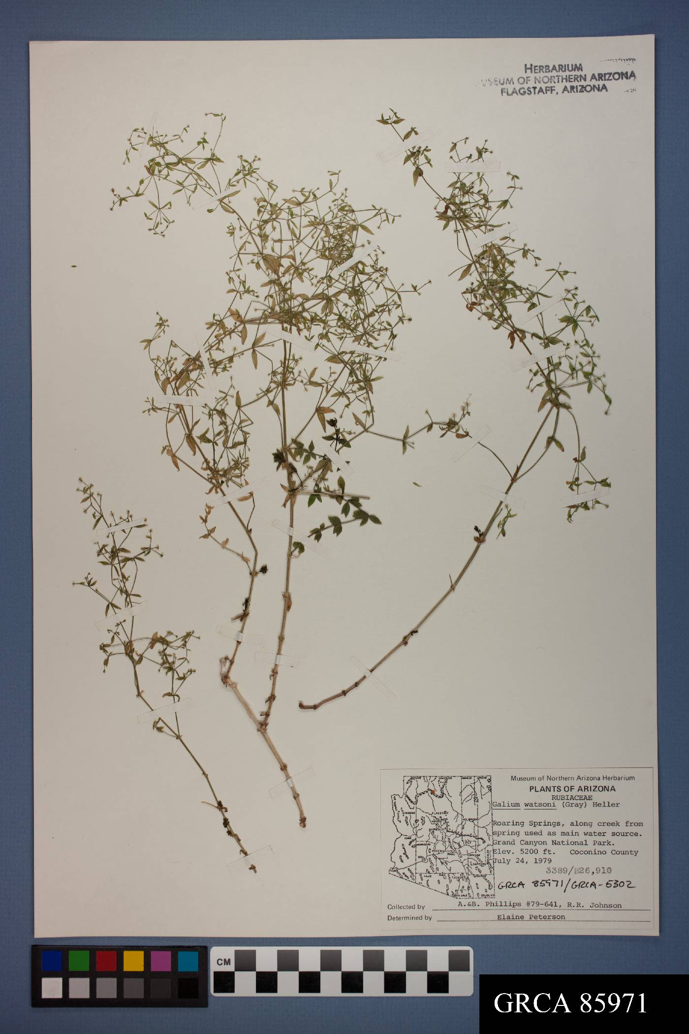 Galium watsonii image